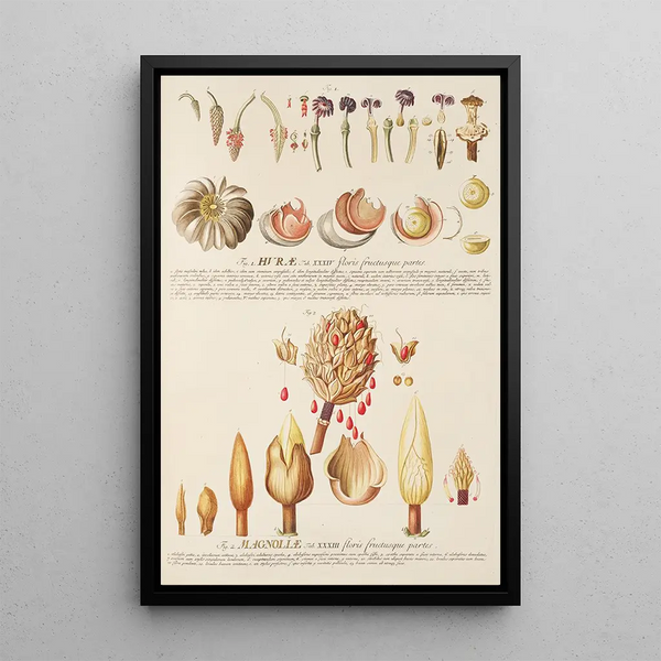 Magnolia Painting by Hura - Georg Dionysius Ehret — framed artwork on a wall