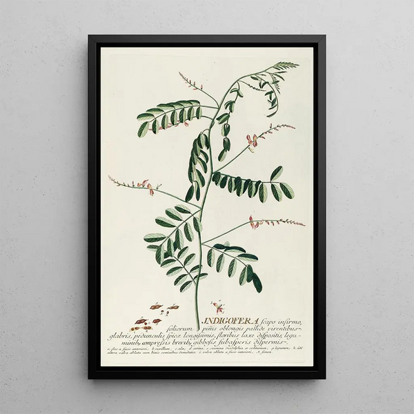 Indigo Tree III - Georg Dionysius Ehret — framed artwork on a wall
