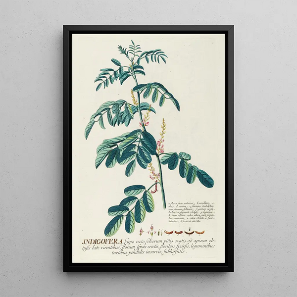 Indigo Tree II - Georg Dionysius Ehret — framed artwork on a wall
