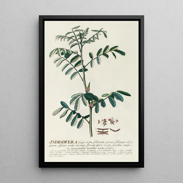 Indigo plant - Georg Dionysius Ehret — framed artwork on a wall