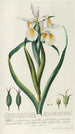 Iris Painting - Georg Dionysius Ehret — artwork view