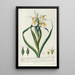 Iris Painting - Georg Dionysius Ehret — framed artwork on a wall