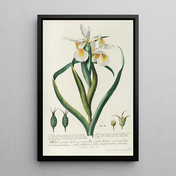 Iris Painting - Georg Dionysius Ehret — framed artwork on a wall