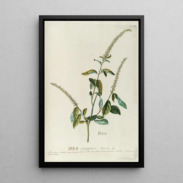Itea - Georg Dionysius Ehret — framed artwork on a wall