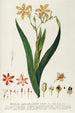 Ixia - Georg Dionysius Ehret — artwork view