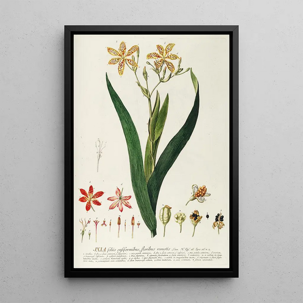 Ixia - Georg Dionysius Ehret — framed artwork on a wall