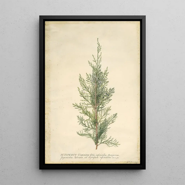 Juniper - Georg Dionysius Ehret — framed artwork on a wall