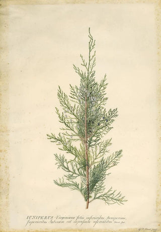 Georg Dionysius Ehret - Juniper.webp