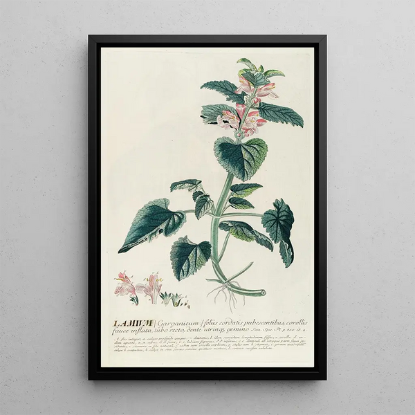 Lamier - Georg Dionysius Ehret — framed artwork on a wall