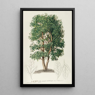 Georg Dionysius Ehret - Laurus.webp