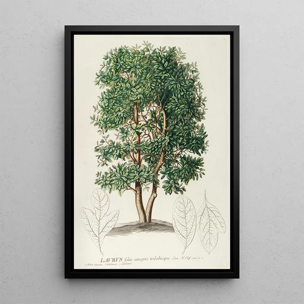 Laurier - Georg Dionysius Ehret — framed artwork on a wall