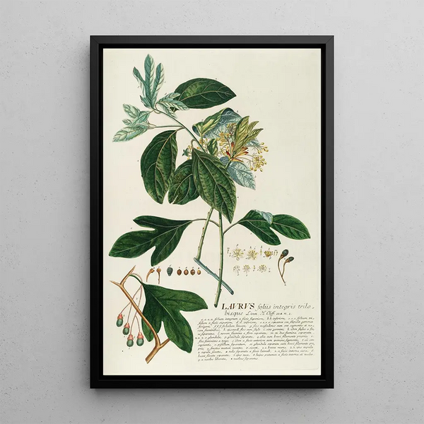Laurier II - Georg Dionysius Ehret — framed artwork on a wall