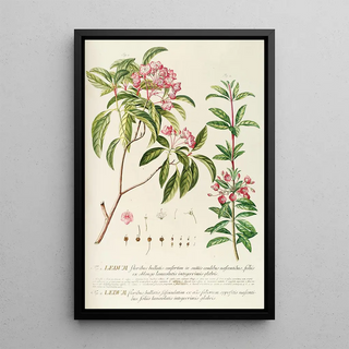 Georg Dionysius Ehret - Ledum.webp