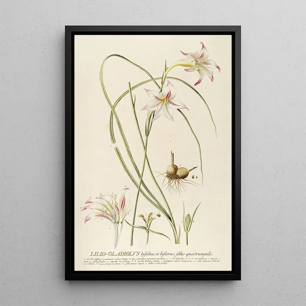 LilioGladiolus - Georg Dionysius Ehret — framed artwork on a wall