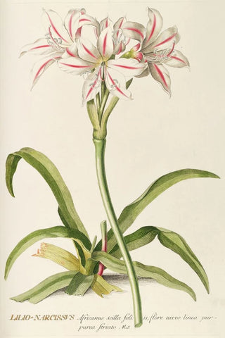 Georg Dionysius Ehret - LilioNarcissus.webp