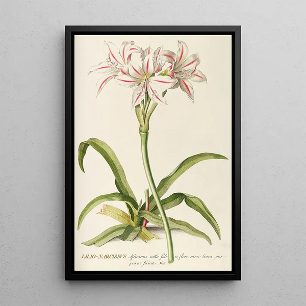 LilioNarcissus - Georg Dionysius Ehret — framed artwork on a wall