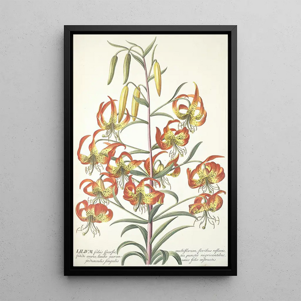 Lilium - Georg Dionysius Ehret — framed artwork on a wall