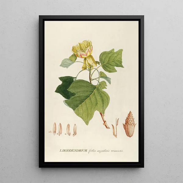 Liriodendrum - Georg Dionysius Ehret — framed artwork on a wall