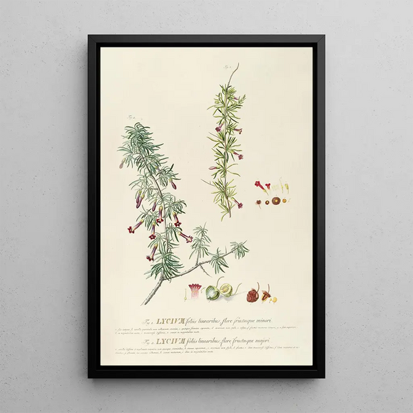 Lycium - Georg Dionysius Ehret — framed artwork on a wall