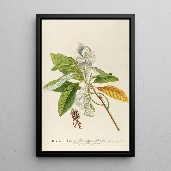 Magnolia - Georg Dionysius Ehret — framed artwork on a wall