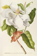 Magnolia II - Georg Dionysius Ehret — artwork view