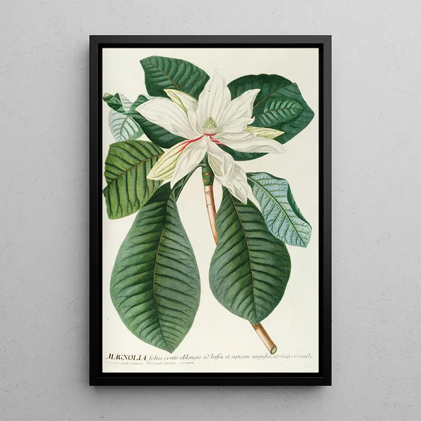 Magnolia III Painting - Georg Dionysius Ehret — framed artwork on a wall