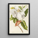 Magnolia II - Georg Dionysius Ehret — framed artwork on a wall