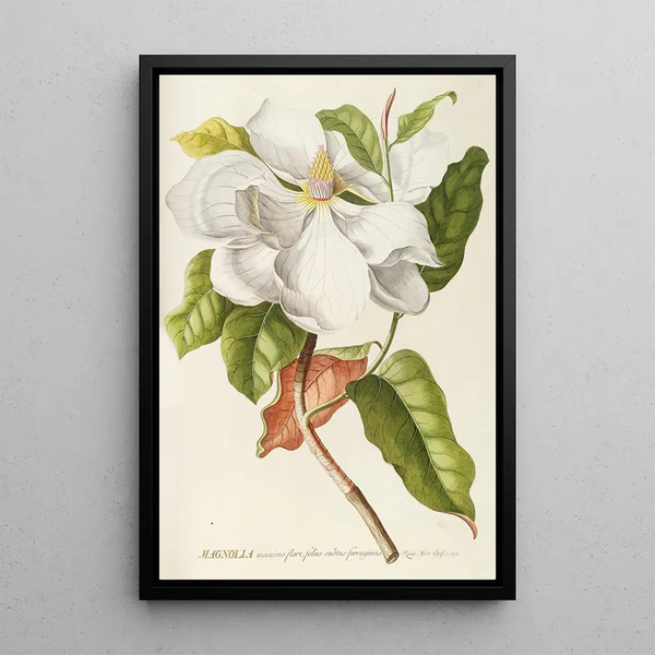 Magnolia II - Georg Dionysius Ehret — framed artwork on a wall