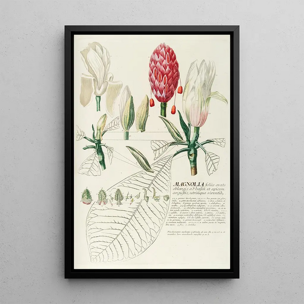 Magnolia IV - Georg Dionysius Ehret — framed artwork on a wall