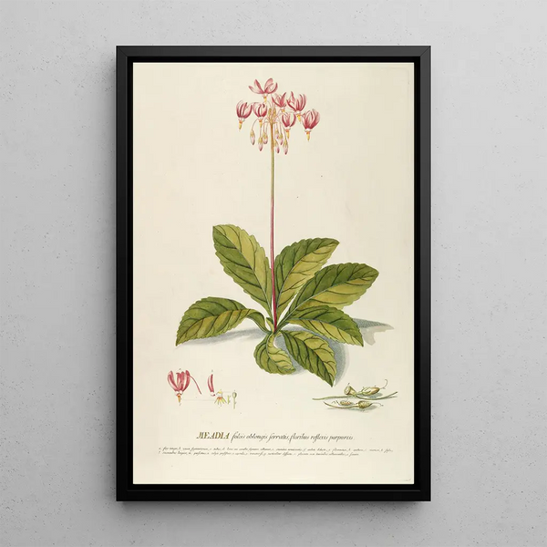 Meadia - Georg Dionysius Ehret — framed artwork on a wall