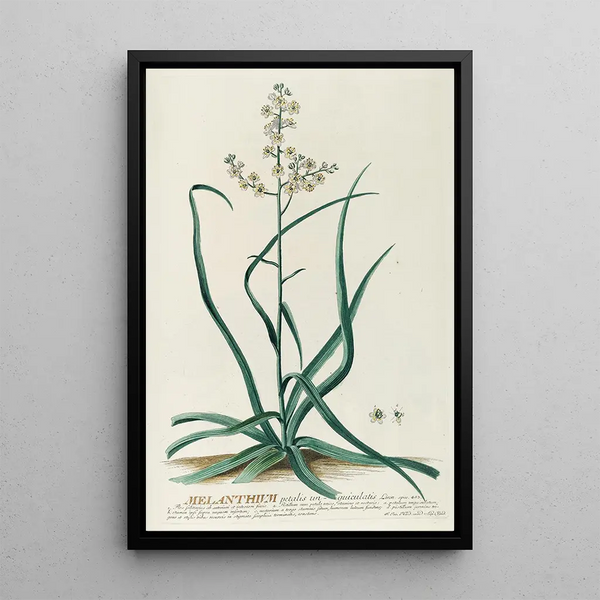 Melanthium - Georg Dionysius Ehret — framed artwork on a wall