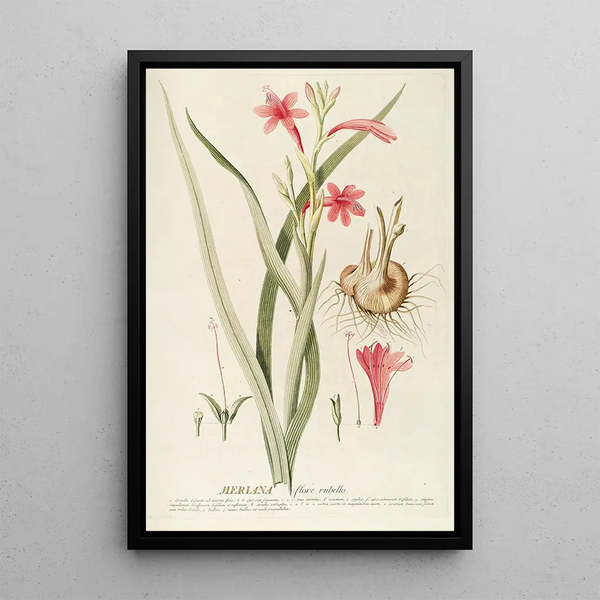 Meriana - Georg Dionysius Ehret — framed artwork on a wall
