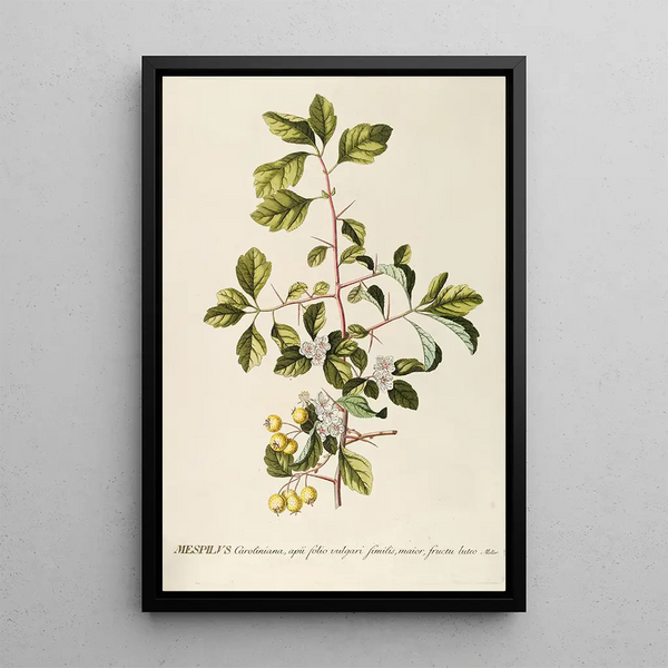 Mespilus - Georg Dionysius Ehret — framed artwork on a wall
