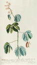 Mimosa - Georg Dionysius Ehret — artwork view
