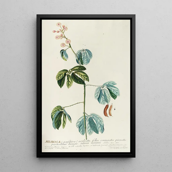 Mimosa - Georg Dionysius Ehret — framed artwork on a wall