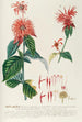 Monarda - Georg Dionysius Ehret — artwork view