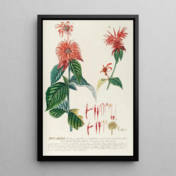 Monarda - Georg Dionysius Ehret — framed artwork on a wall