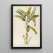 Musa - Georg Dionysius Ehret — framed artwork on a wall