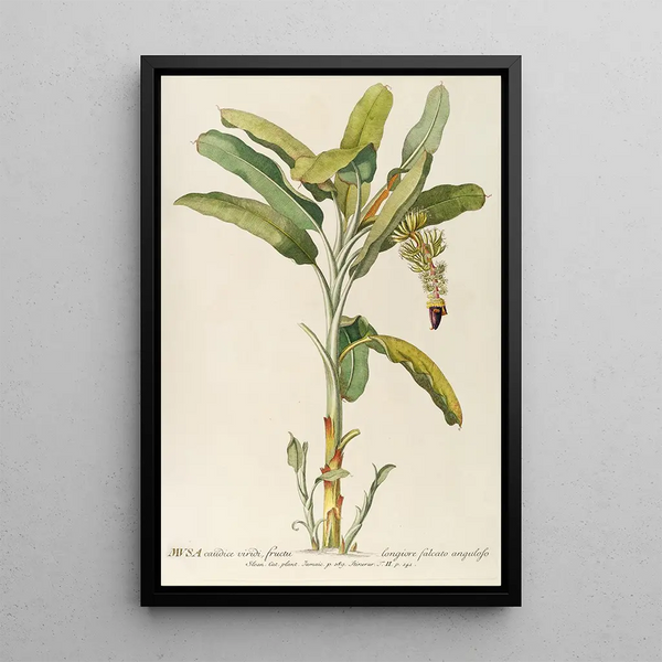 Musa - Georg Dionysius Ehret — framed artwork on a wall