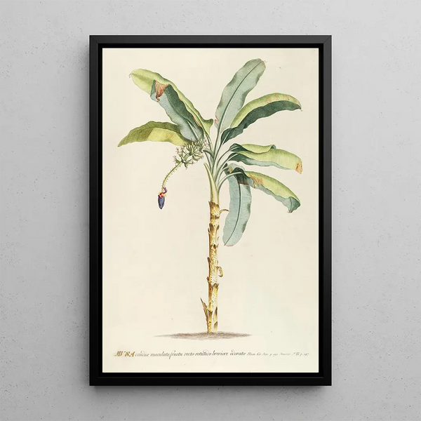 Musa II - Georg Dionysius Ehret — framed artwork on a wall