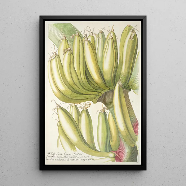 Musae - Georg Dionysius Ehret — framed artwork on a wall
