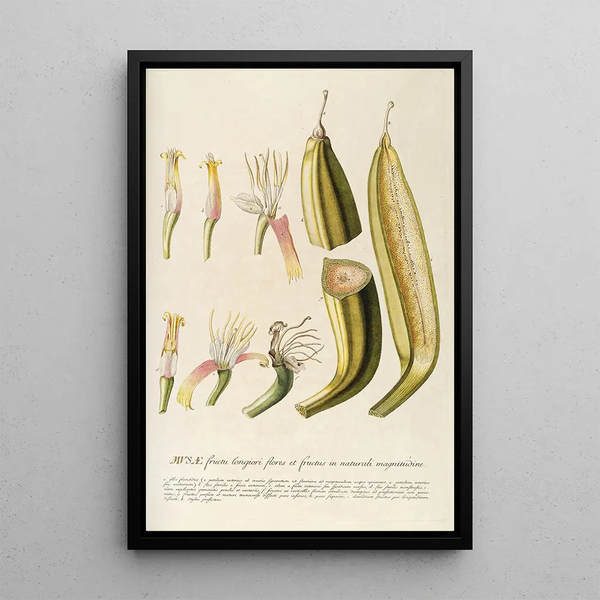 Musae II - Georg Dionysius Ehret — framed artwork on a wall