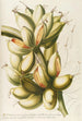 Musae IV - Georg Dionysius Ehret — artwork view
