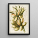 Musae IV - Georg Dionysius Ehret — framed artwork on a wall