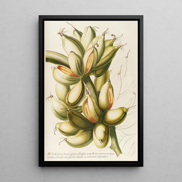 Musae IV - Georg Dionysius Ehret — framed artwork on a wall