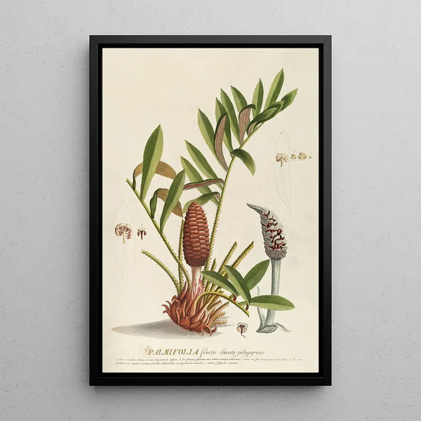 Palmifolia - Georg Dionysius Ehret — framed artwork on a wall
