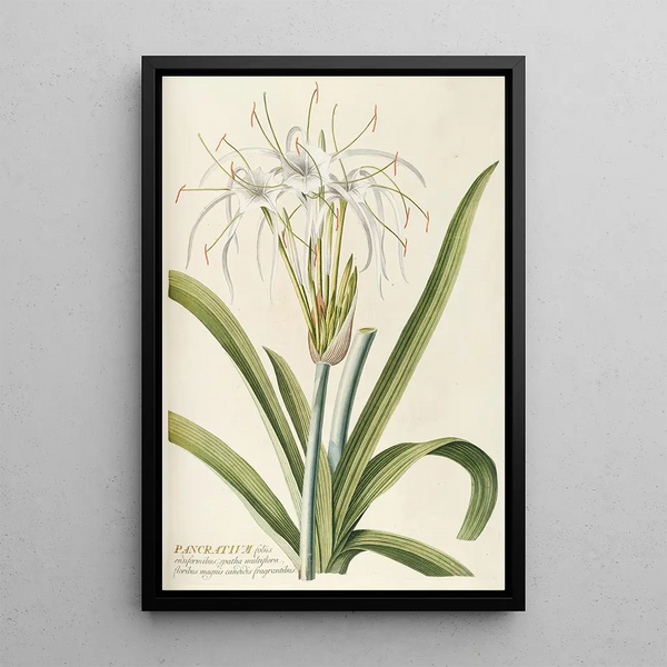 Pancratium - Georg Dionysius Ehret — framed artwork on a wall