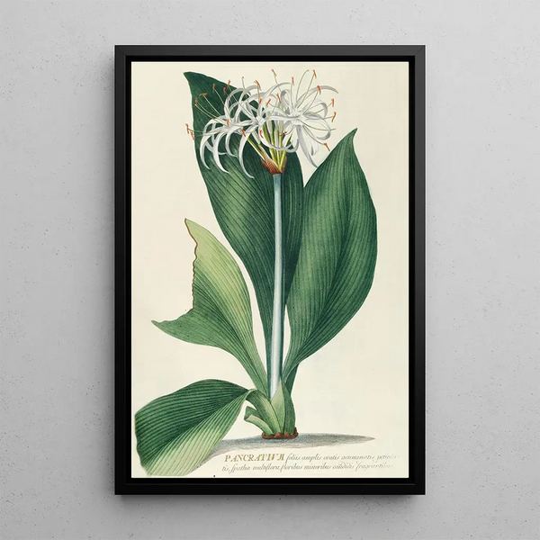 Pancratium II - Georg Dionysius Ehret — framed artwork on a wall