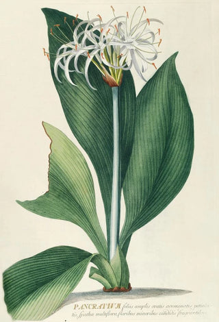 Georg Dionysius Ehret - Pancratium II.webp