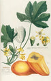 Papaya Painting - Georg Dionysius Ehret — artwork view